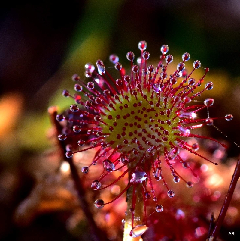 Speziell für Florres