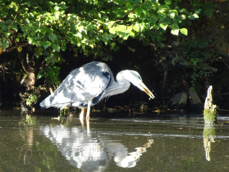 Reiher und Libelle