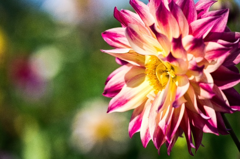 Herbstbote Dahlie