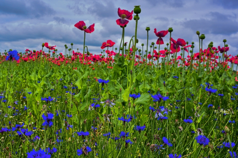 war das ein Sommer !