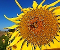 Sonnenblumen im Spätsommer 