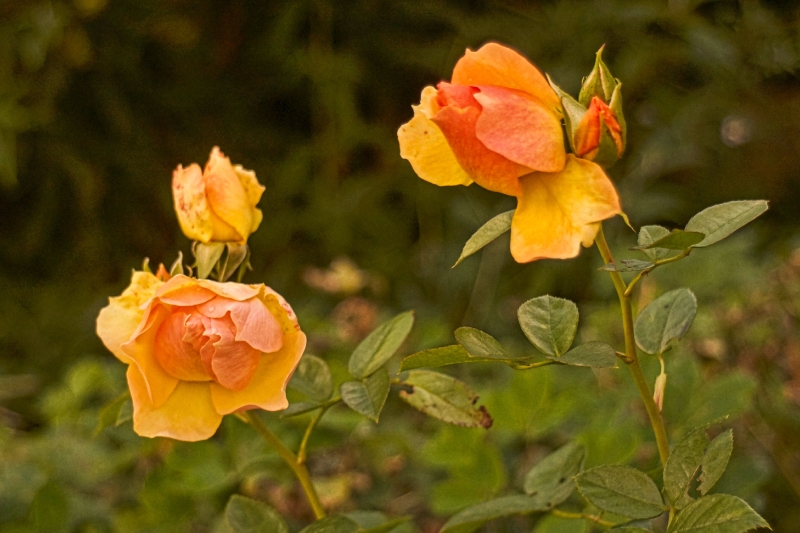 Speziell für Florres