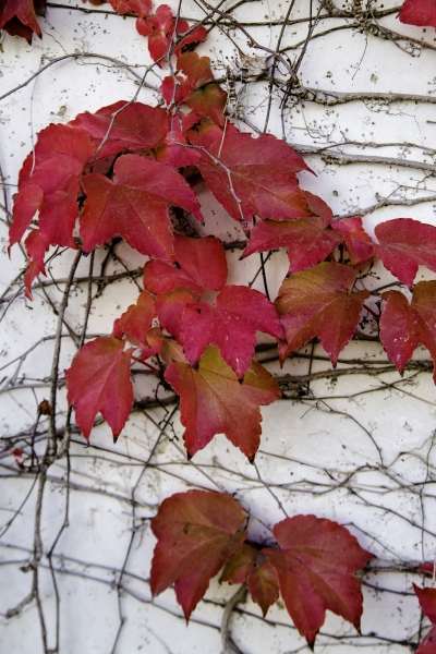 Herbstfarben