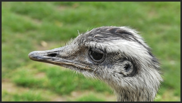 Straus aus dem Zoo Grömitz