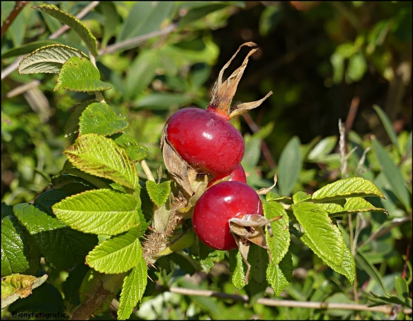 Hagebutte einer Wildrose