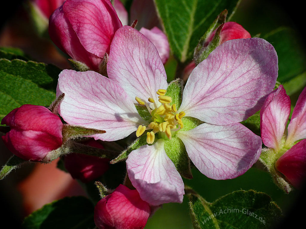 Apfelblüte