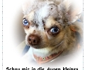 Hunde