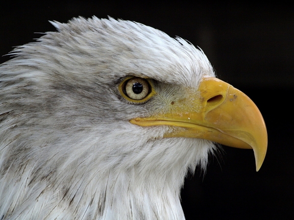 Vogel- portrait