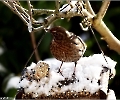 Amsel auf dem Futterhäuschen