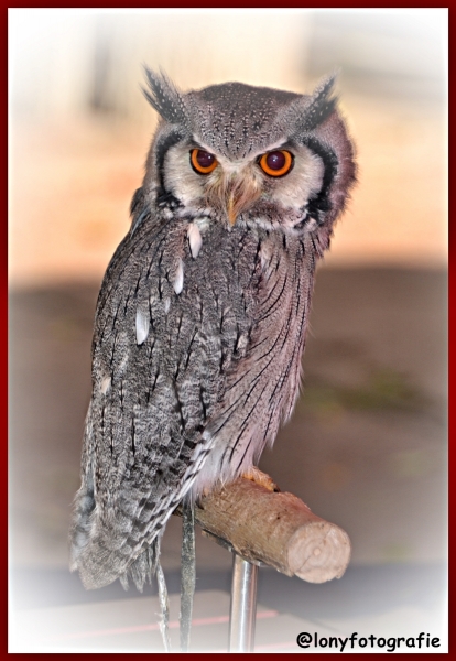 Eigentlich Eule (Glaucidium )