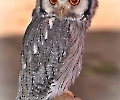 Eigentlich Eule (Glaucidium )