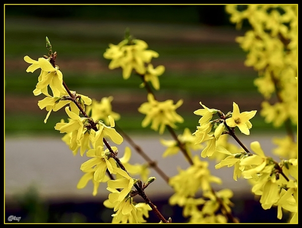 Forsythien