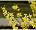 Forsythien