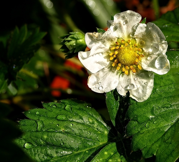 Erdbeerblüte