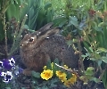 Osterhase war bei uns im Blumenbeet