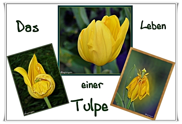 Die Tulpe