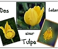 Die Tulpe