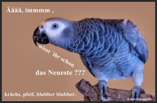 Vorwitziger Vogel