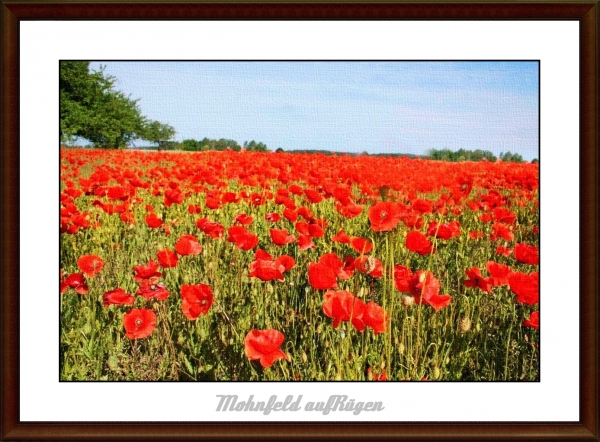 Mohn auf Rügen