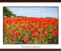 Mohn auf Rügen