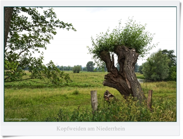 Sommerlicher Niederrhein