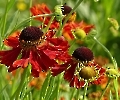 Schönheiten aus Nachbars Garten