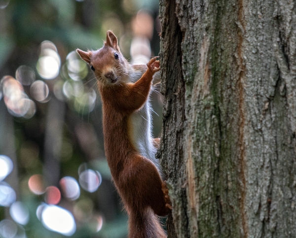 Eichhörnchen