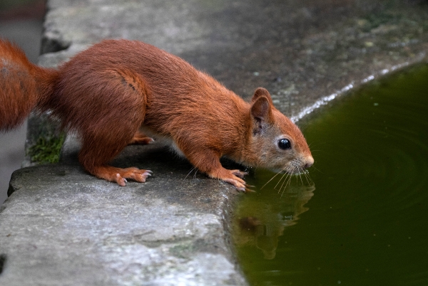 Eichhörnchen