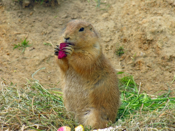 Erdhörnchen