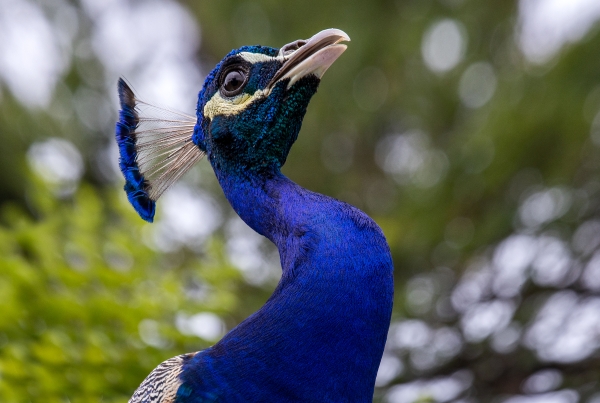 Pfau männlich