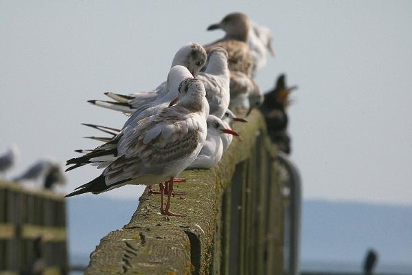 Seebrücke nur für gefiederte Besucher