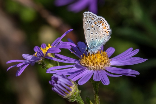 Schmetterling......