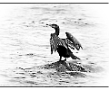 Kormoran in / auf der Ostsee