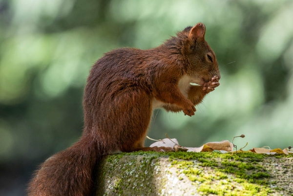 Auch ein Eichhörnchen