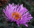 Aster