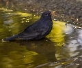 Herr Amsel