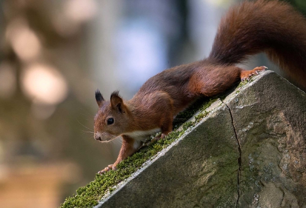 Eichhörnchen.....