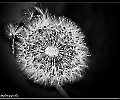 Pusteblume