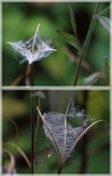 Herbstliche Pflanze