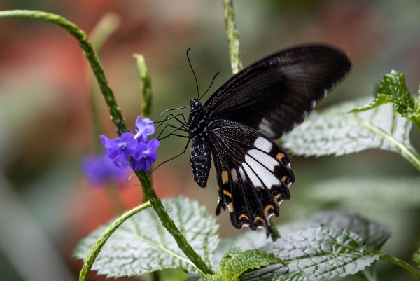 Schmetterling......