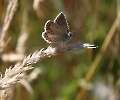 Bläuling-Weibchen