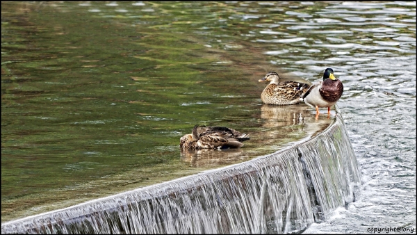 Zwar nur Enten,