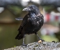 Diese Krähe ist im Park mein ständiger Begleiter. 