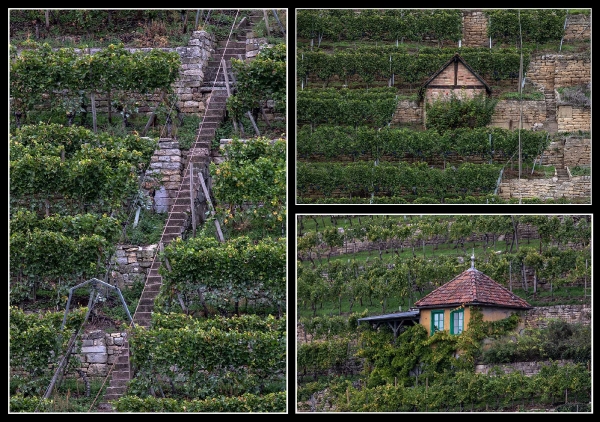 Die Weinberge