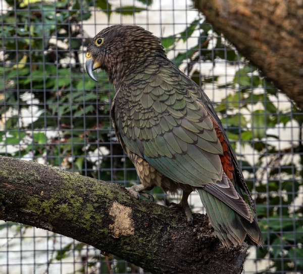 Kea (Bergpapagei)