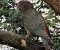 Kea (Bergpapagei)