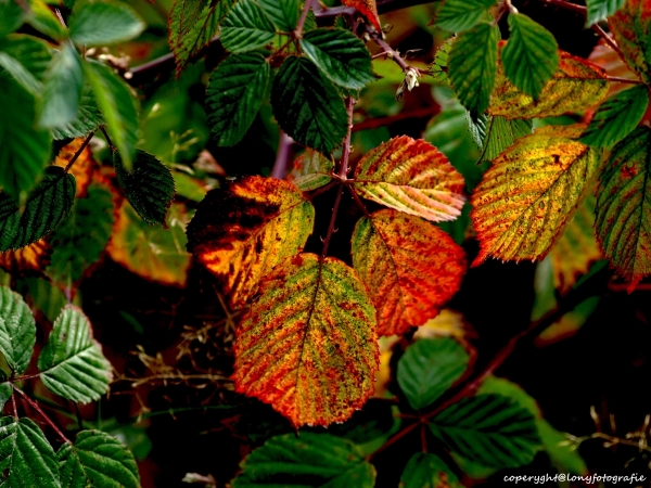 Farben im Herbst