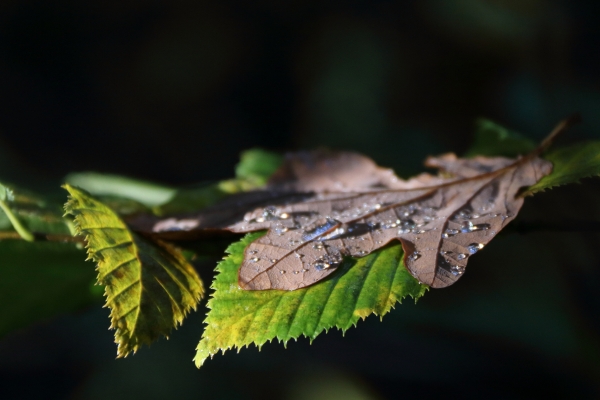 Herbst im Wald