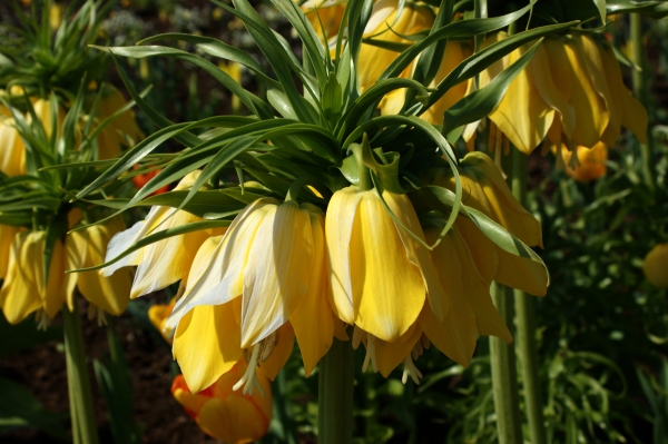 Kaiserkrone in gelb, BuGa 2009