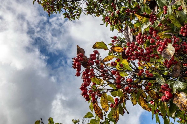 Herbstimpression